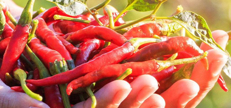 Handful of chillis
