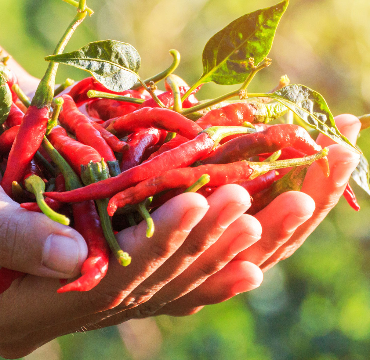 Handful of chillis