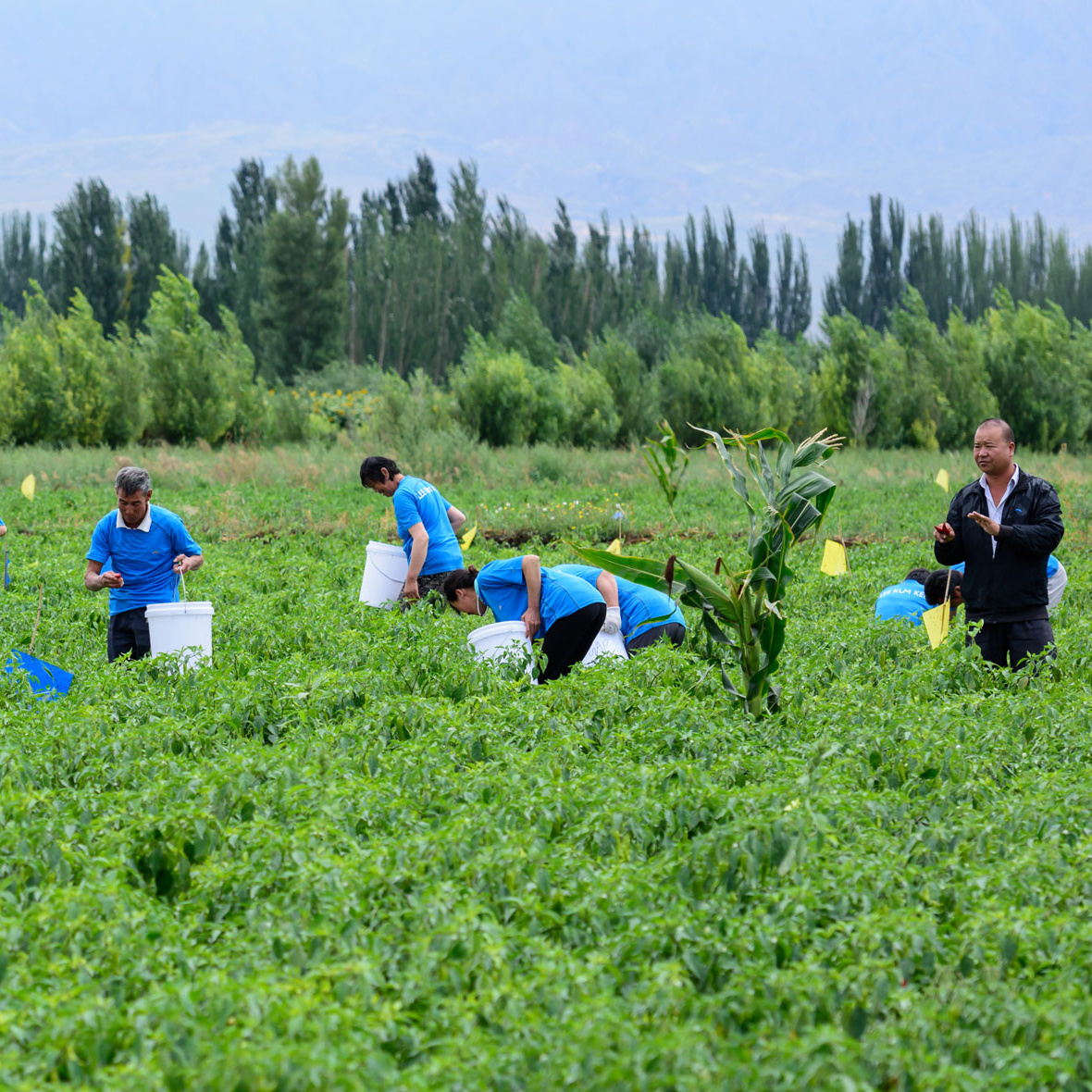 Workers picking chillis for production